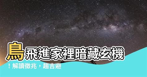 鳥飛進家裡代表什麼